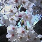 桜.jpg